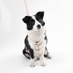 THE LICKER STORE Teddy Adjustable Dog H Harness & Leash Set, Beige, Large: 15.3 to 24.5-in neck slide 2 of 8