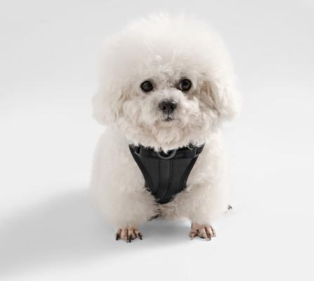 Show full view: THE LICKER STORE Arlo No Pull Dog & Cat Harness, Black, X-Small: 11.8 to 17-in chest slide 7 of 12