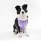 Show in main carousel: THE LICKER STORE Arlo No Pull Dog & Cat Harness, Purple, Large: 24 to 37-in chest slide 6 of 11