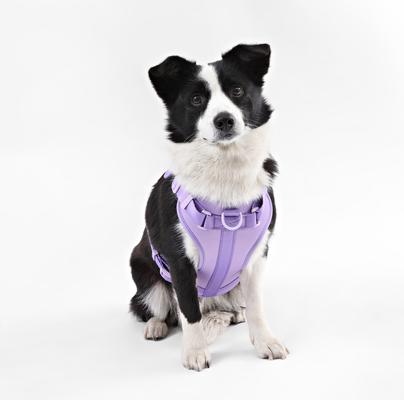 Show full view: THE LICKER STORE Arlo No Pull Dog & Cat Harness, Purple, Large: 24 to 37-in chest slide 6 of 11
