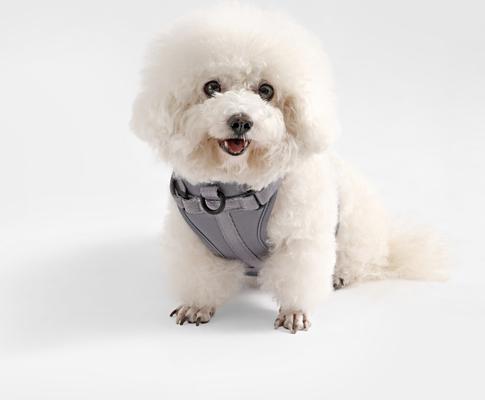 Show full view: THE LICKER STORE Arlo No Pull Dog & Cat Harness, Gray, Small: 14 to 22-in chest slide 6 of 11