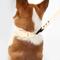 Show in main carousel: THE LICKER STORE Luna Hands-Free Dog Leash & Collar, Almond, Medium: 11.8 to 18.50-in neck, 3/4-in wide slide 7 of 10