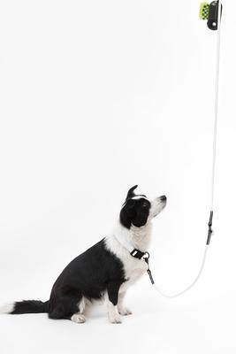 Show full view: THE LICKER STORE Luna Hands-Free Dog Leash & Collar, White/Black, Large: 15.3 to 24.8-in neck, 1-in wide slide 7 of 11