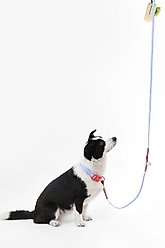 THE LICKER STORE Luna Hands-Free Dog Leash & Collar, Periwinkle/Red, Large: 15.3 to 24.8-in neck, 1-in wide slide 2 of 7