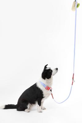 Show full view: THE LICKER STORE Luna Hands-Free Dog Leash & Collar, Periwinkle/Red, Large: 15.3 to 24.8-in neck, 1-in wide slide 6 of 10