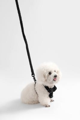 Show full view: THE LICKER STORE Teddy Adjustable Dog H Harness & Leash Set, Black, X-Small: 5.2 to 9.3-in neck slide 7 of 10