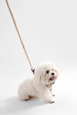 Show full view: THE LICKER STORE Teddy Adjustable Dog H Harness & Leash Set, Beige, Small: 7.3 to 13.4-in neck slide 7 of 10
