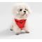 Show in main carousel: THE LICKER STORE Arlo No Pull Dog & Cat Harness, Red, Small: 14 to 22-in chest slide 6 of 11