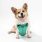 Show in main carousel: THE LICKER STORE Arlo No Pull Dog & Cat Harness, Emerald, Medium: 18 to 28-in chest slide 6 of 11