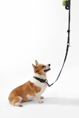Show full view: THE LICKER STORE Luna Hands-Free Dog Leash & Collar, Black, Medium: 11.8 to 18.50-in neck, 3/4-in wide slide 6 of 10