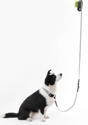 Show full view: THE LICKER STORE Luna Hands-Free Dog Leash & Collar, Gray/Black, Large: 15.3 to 24.8-in neck, 1-in wide slide 6 of 10