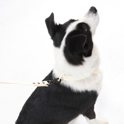 Show full view: THE LICKER STORE Luna Hands-Free Dog Leash & Collar, Almond, Large: 15.3 to 24.8-in neck, 1-in wide slide 7 of 10