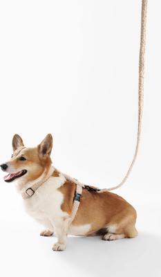 Show full view: THE LICKER STORE Teddy Adjustable Dog H Harness & Leash Set, Beige, Medium: 10.4 to 18-in neck slide 7 of 10