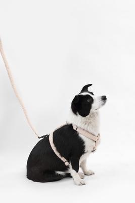 Show full view: THE LICKER STORE Teddy Adjustable Dog H Harness & Leash Set, Beige, Large: 15.3 to 24.5-in neck slide 7 of 10