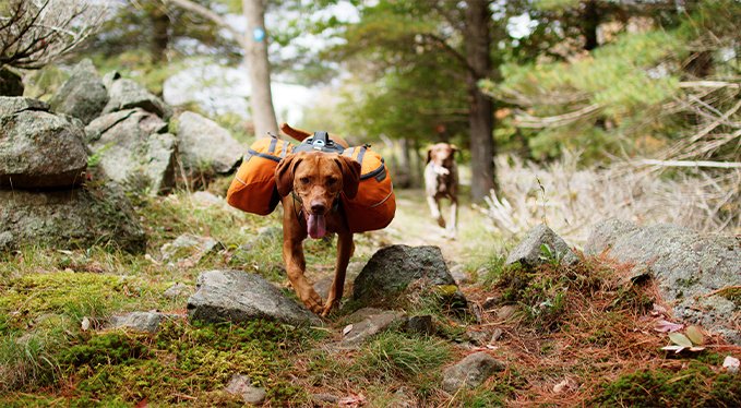 Primal Kibble in the Raw Beef Recipe Non-GMO Freeze-Dried Dog Food, 5.4-lb bag