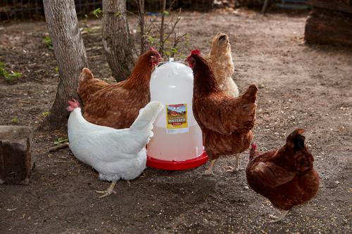 Show full view: Little Giant Poultry Drinker, 3-gal slide 3 of 8