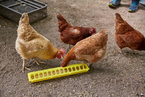 Show full view: Little Giant Flip-Top Poultry Ground Feeder, Yellow slide 2 of 2