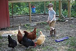 Little Giant Flip-Top Poultry Ground Feeder, Purple slide 2 of 4