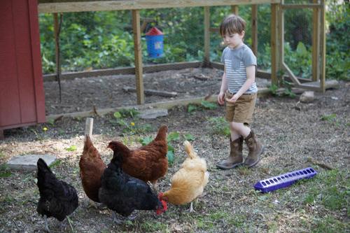 Show full view: Little Giant Flip-Top Poultry Ground Feeder, Purple slide 4 of 4