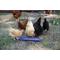 Show in main carousel: Little Giant Flip-Top Poultry Ground Feeder, Purple slide 3 of 4