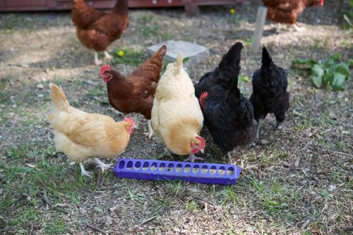 Show full view: Little Giant Flip-Top Poultry Ground Feeder, Purple slide 3 of 4