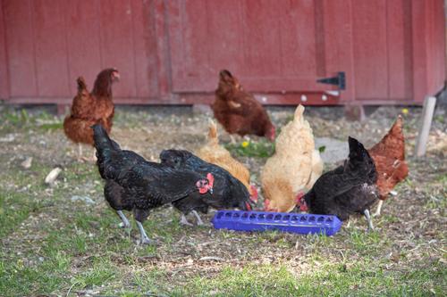 Show full view: Little Giant Flip-Top Poultry Ground Feeder, Purple slide 2 of 4