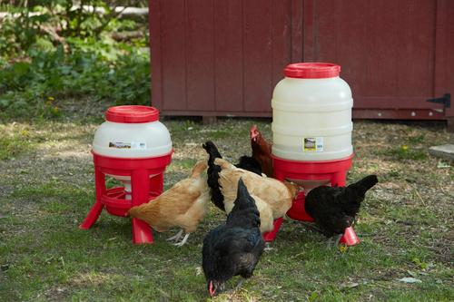 Show full view: Little Giant Dome Poultry Feeder, 60-lb slide 4 of 6