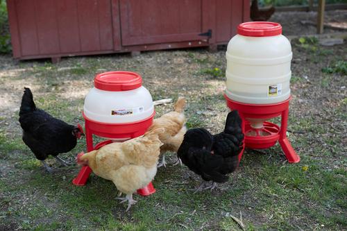 Show full view: Little Giant Dome Poultry Feeder, 60-lb slide 2 of 6