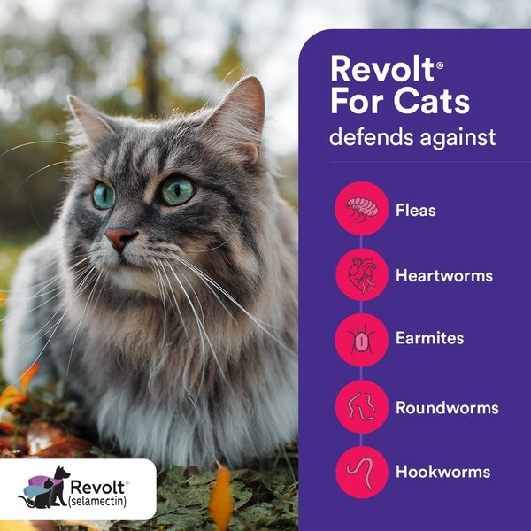 Show full view: Revolt Topical Solution for Cats, 5.1-15 lbs, (Blue Box), 6 Doses (6-mos. supply) slide 5 of 8