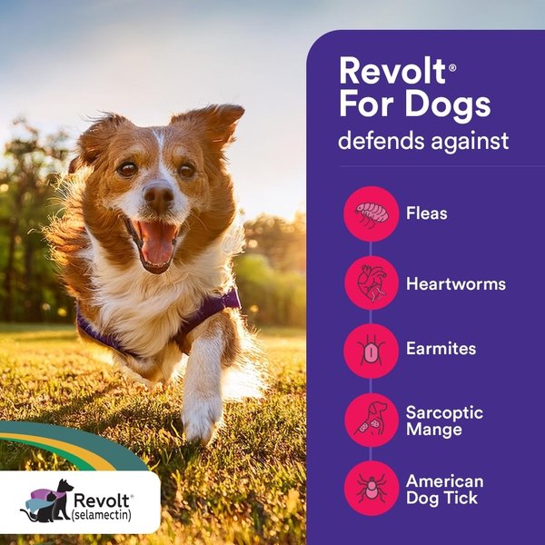 Show full view: Revolt Topical Solution for Dogs, 40.1-85 lbs, (Teal Box), 6 Doses (6-mos. supply) slide 5 of 8