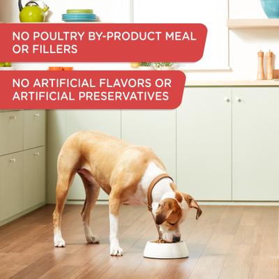 Show full view: Rachael Ray Nutrish Gentle Digestion Real Chicken, Pumpkin & Salmon Recipe Premium Pate Wet Dog Food, 13-oz can, case of 4 (Rachael Ray) slide 5 of 11