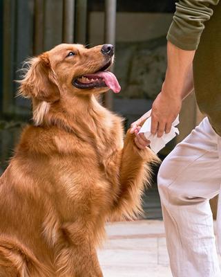 Show full view: HICC PET Portable Plant Based Dog Grooming Wipes, 20 count, 6 pack slide 6 of 8