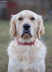 Sunny Tails Cloud Waterproof Dog Collar, Mulberry Burgundy, Medium: 12 to 18-in neck, 3/4-in wide slide 2 of 7