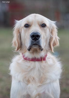 Show full view: Sunny Tails Cloud Waterproof Dog Collar, Mulberry Burgundy, Medium: 12 to 18-in neck, 3/4-in wide slide 6 of 8