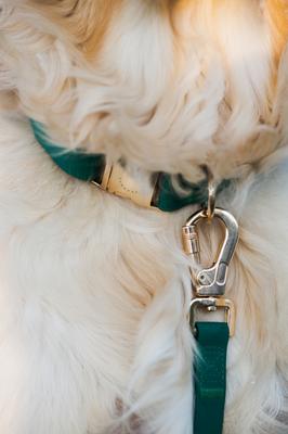 Show full view: Sunny Tails Cloud Waterproof Dog Collar, Meadow Green, Large: 16 to 24-in neck, 1-in wide slide 3 of 6