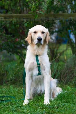 Show full view: Sunny Tails Cloud Lite Waterproof Dog Harness, Meadow Green, Medium: 20 to 29-in chest slide 7 of 10