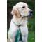 Show in main carousel: Sunny Tails Cloud Lite Waterproof Dog Harness, Meadow Green, Medium: 20 to 29-in chest slide 2 of 10
