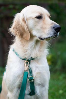 Show full view: Sunny Tails Cloud Lite Waterproof Dog Harness, Meadow Green, Medium: 20 to 29-in chest slide 2 of 10