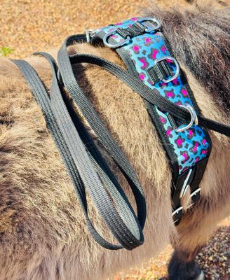 Show full view: Star Point Horsemanship Miniature Horse-Pony Groundwork Training Surcingle & Reins Set, Rainbow Cheetah slide 3 of 5