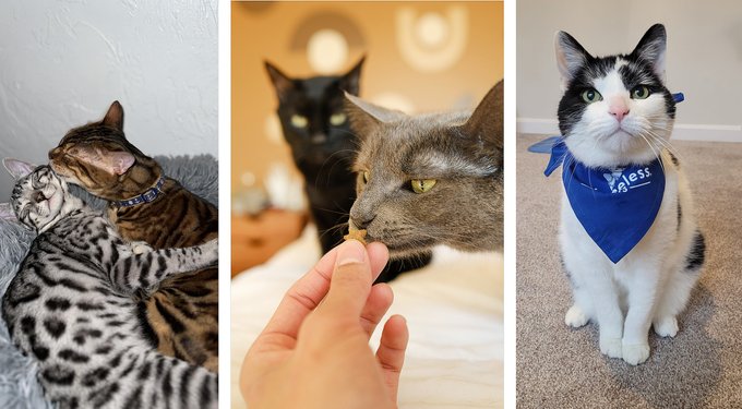 Rocket & Rex Waterproof Cat & Dog Blanket