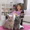 Show in main carousel: All About Vibe 3D Personalized Cat Shaped Pillow, 16-in slide 6 of 8