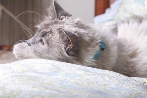 Show full view: LupinePet Polyester Eco Breakaway Buckle Safety Cat Collar, One Size: 8-12 in neck, 1/2-in wide, Tropical Sea slide 2 of 5