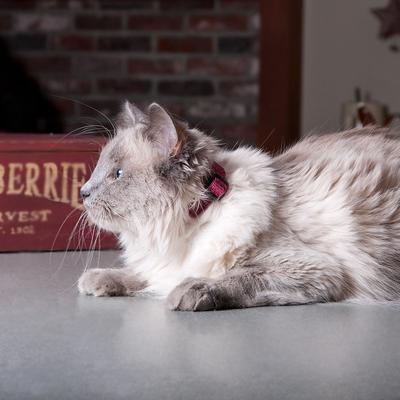 Show full view: LupinePet Polyester Eco Breakaway Buckle Safety Cat Collar with Bell, One Size: 8-12 in neck, 1/2-in wide, Berry slide 2 of 6