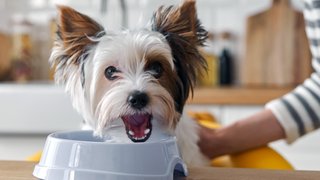 Premium dog kibble for the gut