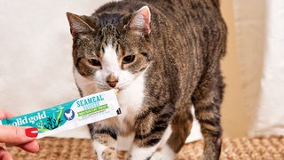 SeaMeal: the sea's superfood