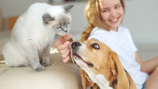 Plasma-powered pet supplements