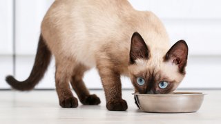 Wet cat food for picky eaters