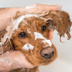 Ultra Collection Mango & Pomegranate Waterless Foaming Dog Shampoo, 8-fl oz bottle