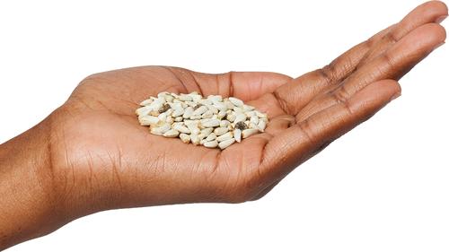 Show full view: Valley Splendor Safflower Seeds Wild Bird Food, 7.5-lb bag slide 2 of 2