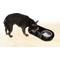 Show in main carousel: PetAble Non-Skid Dog Bowl Tray, Black, 6-in slide 2 of 5